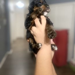 Aussiedoodle, Bernedoodle, Goldendoodle, and Poodle Puppies from Vallevistadoodles