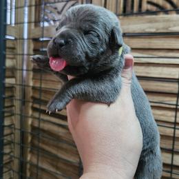 Yellow Collar Female - Gray female Cane Corso puppy in Lewistown, Montana from Corsi Amore Kennels