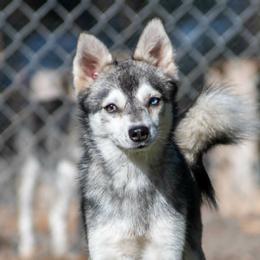 Spes - Alaskan Klee Kai