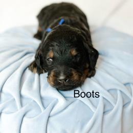 Boots - Phantom male Goldendoodle puppy in Pasco, Washington from Camp Doodle Woods