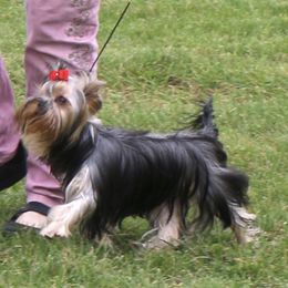 Xoloitzcuintli and Yorkshire Terriers from Terrifical Yorkies and Xoloitzquintli (toy)