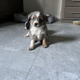 Miniature Australian Shepherd and Toy Australian Shepherd Puppies from T’s Mini and Toy Aussies