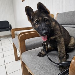 German Shepherd Puppies from Von Thomson Haus