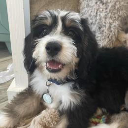 Bernedoodles from The Berne Barn
