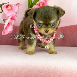 Nobara - Chocolate and white female Chihuahua puppy in Anderson, South Carolina from Lil Treasures Chihuahuas