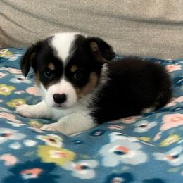 Yeti - Black and tan male Pembroke Welsh Corgi puppy in Waco, Texas from The Comma Corgis