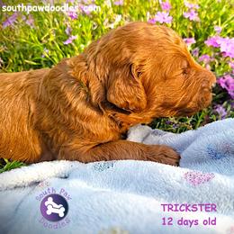 Trickster - Red  male Goldendoodle puppy in Greer, South Carolina from South Paw Doodles