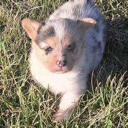 Izzy - Blue female Pembroke Welsh Corgi puppy in Hillsville, Virginia from Bonderosa Kennels