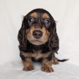 Boy 2 - Chocolate and tan male Dachshund puppy in San Diego, California from Sweetheart Doxies LLC