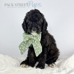 Marquee - Phantom female Goldendoodle puppy in Paxville, South Carolina from Pack Street Pups
