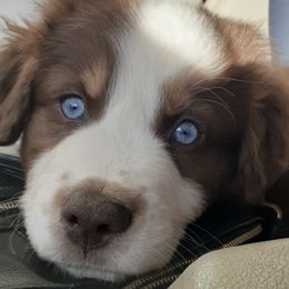 Australian Shepherds from Peggy's Aussies