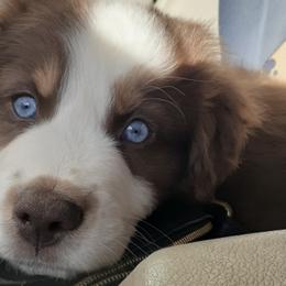 Australian Shepherds from Peggy's Aussies