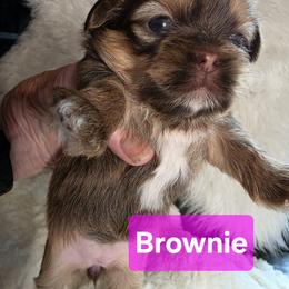 Brownie - Chocolate and tan female Shih Tzu puppy in Center Point, Iowa from Puppies in a Box Shih tzus
