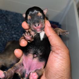 Nala - Black and tan female Yorkipoo puppy in Gastonia, North Carolina from Dynasty Kennel