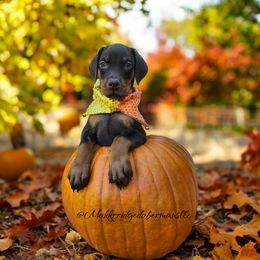 Doberman Pinscher Puppies from Makkr Ridge Dobermans LLC