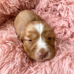 Tito - Wheaten male Dachshund puppy in Trenton, Florida from Tweenie Weenie Dachshunds