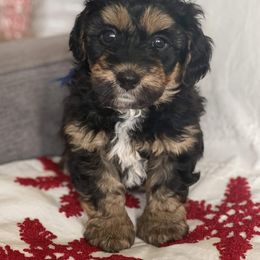 Bernedoodle Puppies from Better Day Bernedoodles