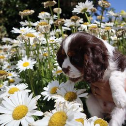 Cavalier King Charles Spaniel puppies from Foster Cavaliers