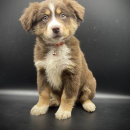 Penny - Red tri female Miniature Australian Shepherd puppy in Liberty, South Carolina from Alexander Canines