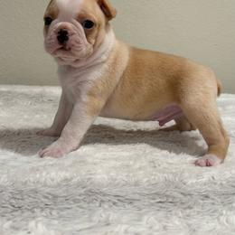 Cream boy - Black and white male Boston Terrier puppy in Madera Acres, California from Muggin Bostons Terriers and Mini Dachshund