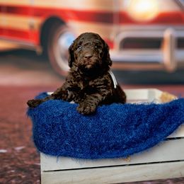 Harmony - Parchment female Australian Cobberdog puppy in Sarasota, Florida from Labe's Australian Cobberdogs