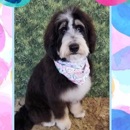 Cadiz  - Bernedoodle