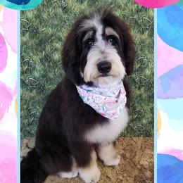Cadiz  - Bernedoodle