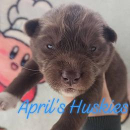 Dark blue boy - Red and white male Siberian Husky puppy in Terre Haute, Indiana from April's Huskies