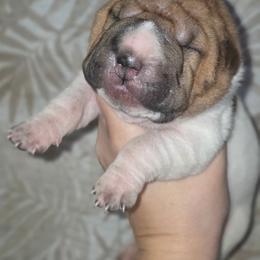 Chica - Red fawn female Chinese Shar-Pei puppy in Salem, Ohio from WrinkleMonsters
