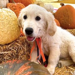 Golden Retriever puppies from Sierra View English Creams