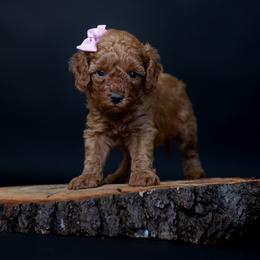 Girl 2 - female Goldendoodle puppy in Seymour, Missouri from Grace Acres Puppies