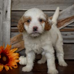 Female 2 of 2 - Parti female Goldendoodle puppy in Macedon, New York from Toodles Goldendoodles