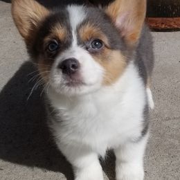 American Corgis and Pembroke Welsh Corgis from Bodacious Blues Kennels (American and Pembroke Welsh Corgis)