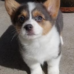 American Corgis and Pembroke Welsh Corgis from Bodacious Blues Kennels (American and Pembroke Welsh Corgis)