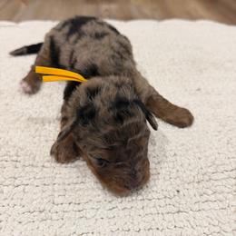 Yellow Boy - Blue merle male Aussiedoodle puppy in Nacogdoches, Texas from Glo’s Aussiedoodles