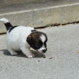 Boy 2 - White and tan male Russell Terrier puppy in Middletown, Virginia from DBF Russell Terriers