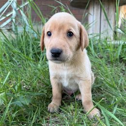 Adam Warlock - Yellow male Labrador Retriever puppy in Great Falls, Montana from Yogo Point Kennels