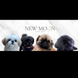 Beautiful Vera - Black and white female Shih Tzu puppy in Galveston, Texas from 🌗 New Moon Shih Tzu 🌗