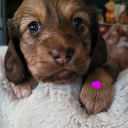 Girl 1 - Dachshund puppy in Homosassa, Florida from Foxies Doxies