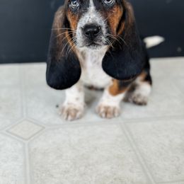 Basset Hound Puppies from Central Kentucky Basset Hounds