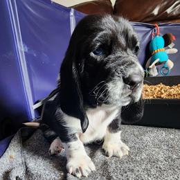 Bob - Black and white male Basset Hound puppy in Surprise, Arizona from Howlin Hounds