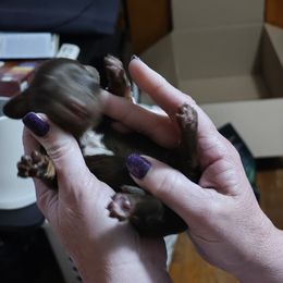 Choco boy 1 - Chocolate and tan Dachshund puppy in Manchester, New Hampshire from 603 Dachshunds