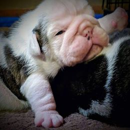 Bulldog and Miniature Australian Shepherd Puppies from RKC English Bulldogs and Mini Aussies
