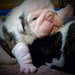 Bulldog and Miniature Australian Shepherd Puppies from RKC English Bulldogs and Mini Aussies