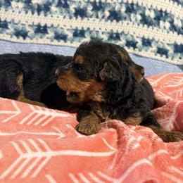 Girl 1 - Black and tan female Airedale Terrier puppy in Holton, Michigan from Yoder’s Airedale Terriers
