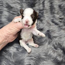 Chess - Chocolate, tan and white female Yorkshire Terrier puppy in Belpre, Ohio from Blackwoods Yorkies