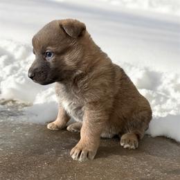 Blue Sable Female 1 - Blue female German Shepherd puppy in Tafton, Pennsylvania from Pocono GSD