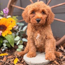 Owen - Red  male Goldendoodle puppy in Oxford, Pennsylvania from FriendlyPals