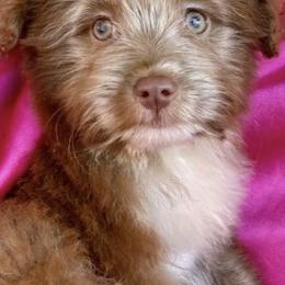 Aussiedoodles and Miniature Australian Shepherds from Buffalo River Puppies