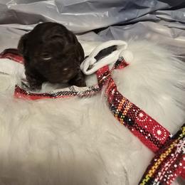 Cocker Spaniel and Poodle Puppies from Southern Family Kennel